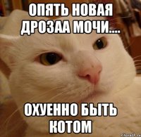 Опять новая дрозаа мочи.... охуенно быть котом