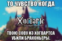 То чувство когда твою сову из Хогвартса убили браконьеры.