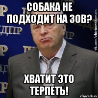 собака не подходит на зов? хватит это терпеть!