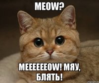 Meow? Meeeeeeow! Mяу, блять!