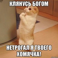 клянусь богом нетрогал я твоего хомячка!