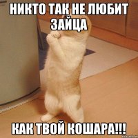 НИКТО ТАК НЕ ЛЮБИТ ЗАЙЦА КАК ТВОЙ КОШАРА!!!