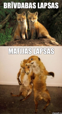 Brīvdabas lapsas Mafijas lapsas