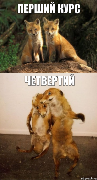 Перший курс Четвертий