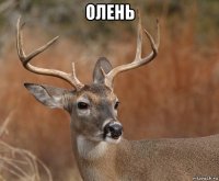 олень 