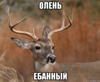 олень ебанный