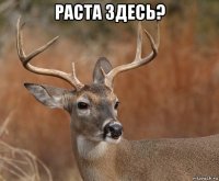 раста здесь? 