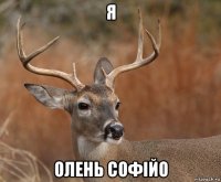 я олень софійо