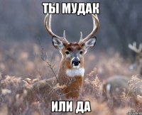 Ты мудак Или да