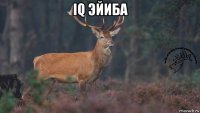 iq эйиба 