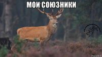 мои союзники 