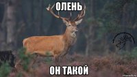 олень он такой