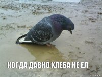 когда давно хлеба не ел