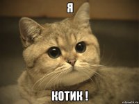 я котик !