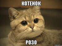 котенок розо