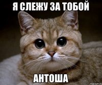 Я СЛЕЖУ ЗА ТОБОЙ АНТОША