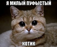 Я милый пуфыстый Котик