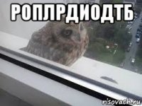 роплрдиодтб 