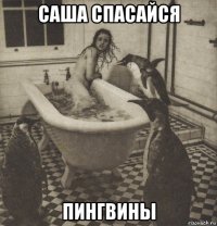 саша спасайся пингвины