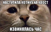 наступила котику на хвост извинялась час