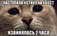 наступила котику на хвост извинялась 2 часа