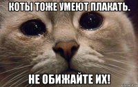 коты тоже умеют плакать. не обижайте их!