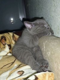 Создать мем Сплю
