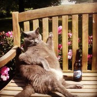 хозяин: котик нематерись кот: а я бля и не матерюсь отстань сука, Мем Жирный кот