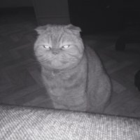 Создать мем Злой кот