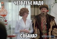 чего тебе надо собака?