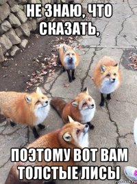 не знаю, что сказать, поэтому вот вам толстые лисы