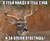 я тебя найду я тебе сука и за оленя ответишь!