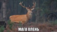  мага олень