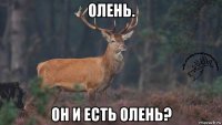 олень. он и есть олень?