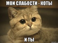 мои слабости - коты и ты