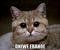  dniwe ebanoe