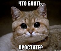 что блять, простите?