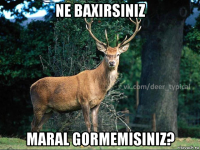 ne baxirsiniz maral gormemisiniz?