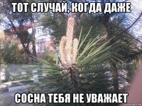 тот случай, когда даже сосна тебя не уважает