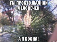 ты просто жалкий человечек а я сосна!