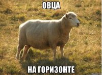 овца на горизонте