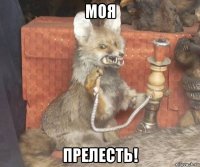 моя прелесть!