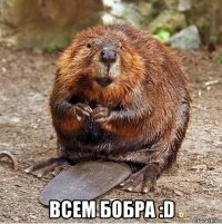  всем бобра :d