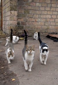 Все мемы Коты