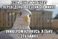 если деньги не будут переведены в течение 10 минут универом клянусь, я ёбну эту чайку