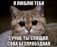 я люблю тебя сучка, ты спящая, сова безпробудная