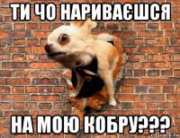 ти чо нариваєшся на мою кобру???