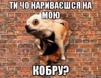 ти чо нариваєшся на мою кобру?