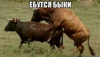 ебутся быки 