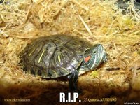  r.i.p.
